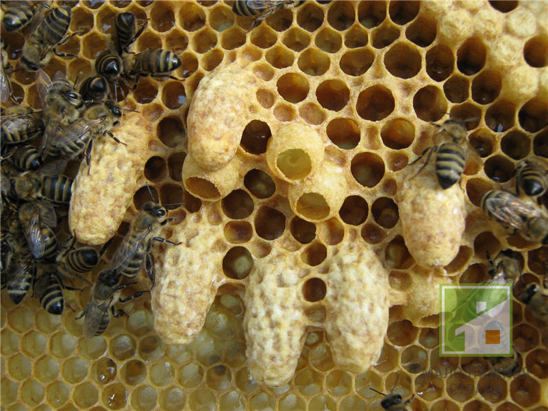 Ульи для пчел - купить улья для пчел в Украине по низкой цене в Uley