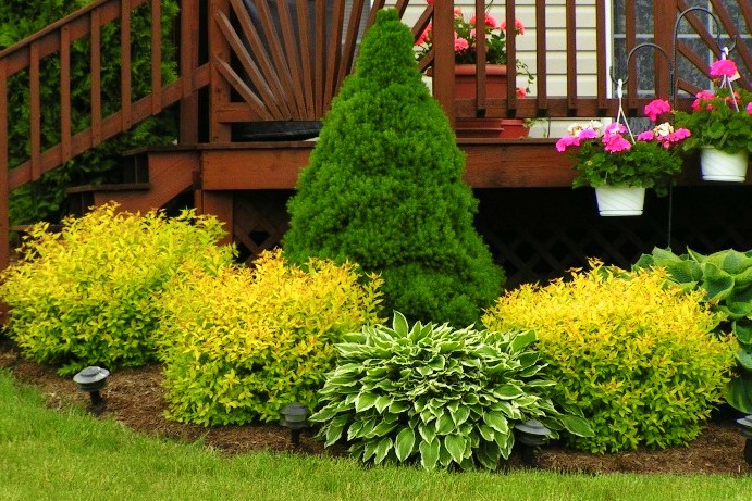 Хвойники в ландшафтном дизайне: растения для сада и дачи, готовые композиции перед домом с туями и можжевельником - 41 фото
