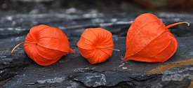 Odrůdy dekorativní physalis, tajemství péče a použití physalis v interiéru